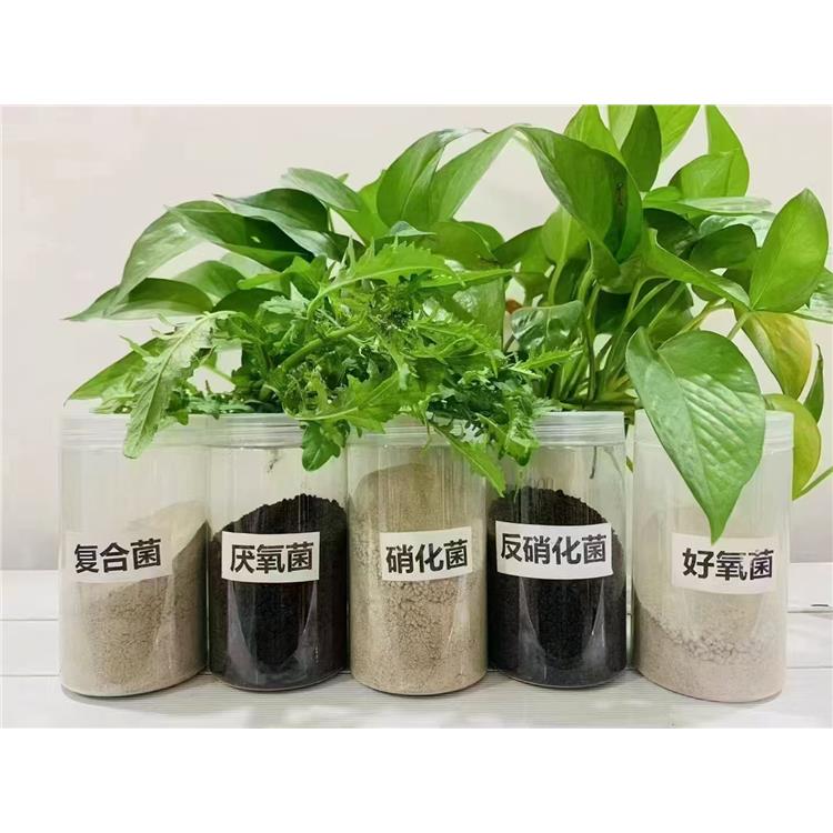 添加量小除臭剂 福建免费技术培训COD去除剂 批发报价